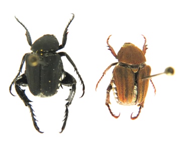 Amblyelanoplia mcleodi. Dombrow.